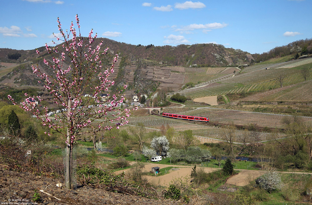 Panoramablick in das frühlingshafte Ahrtal bei Mayschoß mit 620 034 und blühendem Kirschbaum