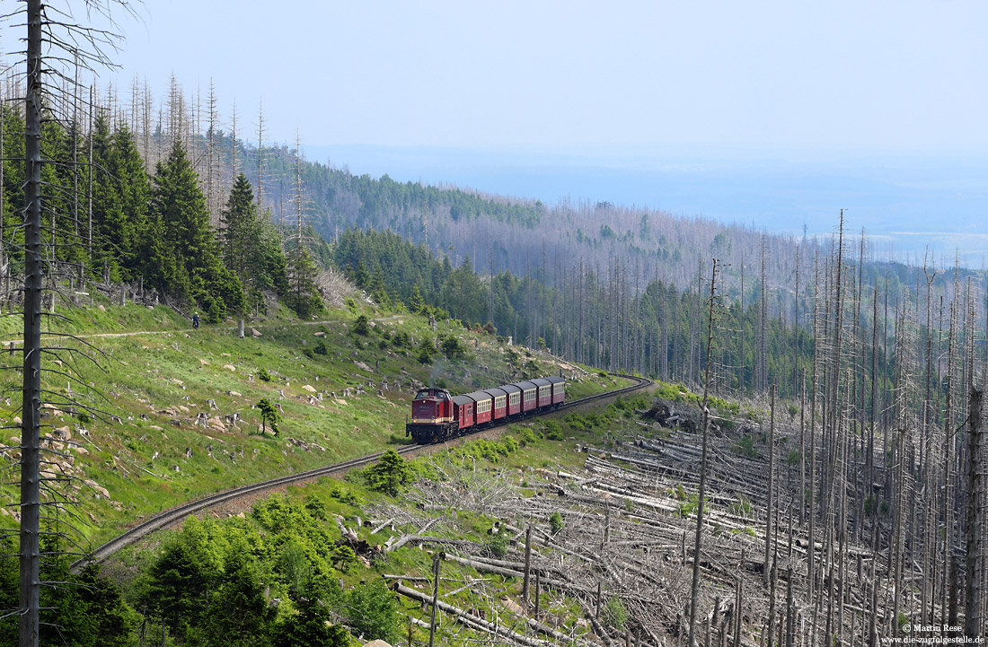 Harzkamel 199 874 bei Egerloch auf dem Weg zum Brocken