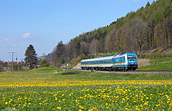 223 070 mit Alex nach Oberstdorf mit Löwenzahnblüten bei Altstätten 